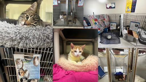 A collage of animals at the Elk Grove Animal shelter